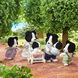 Familia Border Collie small image number 1